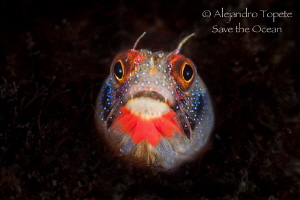 Blenny in black, Acapulco México by Alejandro Topete 